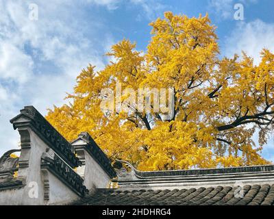 Low-Angle-Aufnahme eines alten Tempels mit dem Hintergrund eines bewölkten Himmels und einem gelben Baum Stockfoto