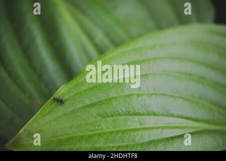 Makro einer schwarzen Ameise, die auf dem Rand eines grünen Pflanzenblattes steht Stockfoto