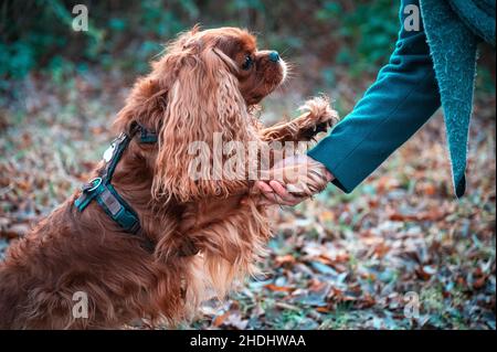 Cavalier King Charles Spaniel Hund Stockfoto