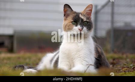 Eine hübsche weiße, graue und bräunliche Kurzhaarkatze mit verdünnter Calico-Farbe sitzt und schaut draußen in die Ferne. Stockfoto