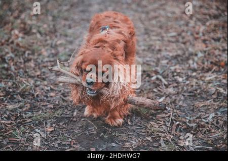 Cavalier King Charles Spaniel Hund Stockfoto