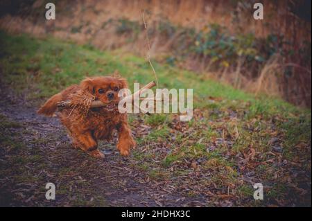 Cavalier King Charles Spaniel Hund Stockfoto