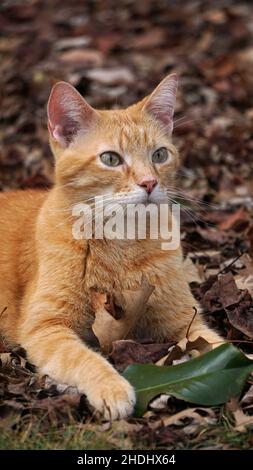 Eine kurzhaarige, gestromte Katze, die auf Herbstblättern liegt Stockfoto