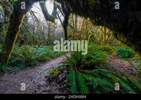 Moosige Bäume und westliche Schwertfarne entlang eines Pfades im Präirie Creek Redwoods State Park, im Redwood National and State Park, Kalifornien, USA Stockfoto