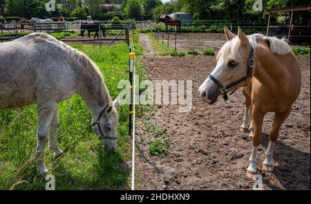 Pferd, Paddock, Pferde, Paddocks Stockfoto