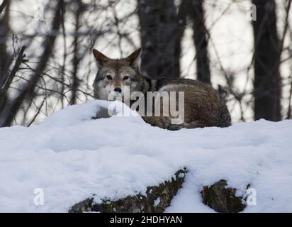 coyote (Canis latrans) im Winter Stockfoto