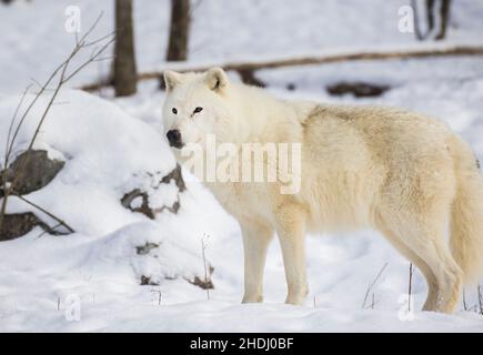 arktischer Wolf im Winter Stockfoto