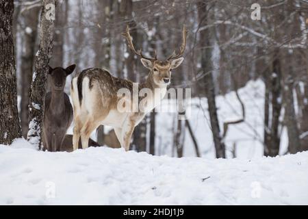 Europäischer Damwild auch bekannt als gewöhnlicher Damwild oder Damwild (Dama dama) Stockfoto