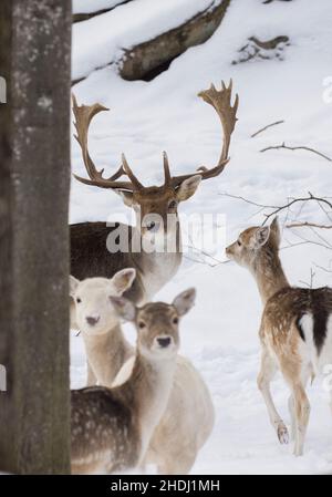 Europäischer Damwild auch bekannt als gewöhnlicher Damwild oder Damwild (Dama dama) Stockfoto