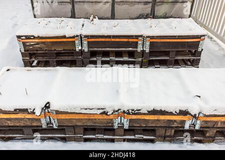 Wunderschöner Blick auf den Winter und die kleine Gartenlandschaft mit Erdbeeren in schneebedeckten Paletten. Gartenkonzept. Schweden. Stockfoto