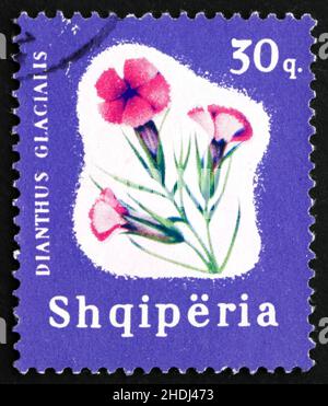 ALBANIEN - UM 1965: Eine in Albanien gedruckte Marke zeigt Glacier Pink, Dianthus glacialis, Perennial Plant, um 1965 Stockfoto