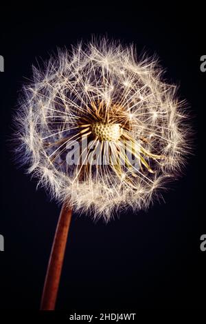 löwenzahn, löwenzahn Schrift Stockfoto