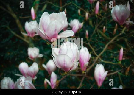 Blühende Magnolie blüht Baum Stockfoto