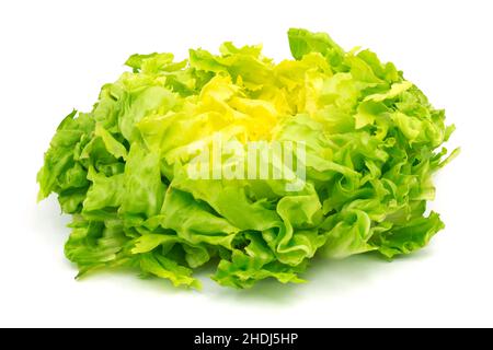 Endive, Endives Stockfoto