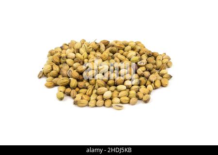 Koriander, Koriantros Stockfoto