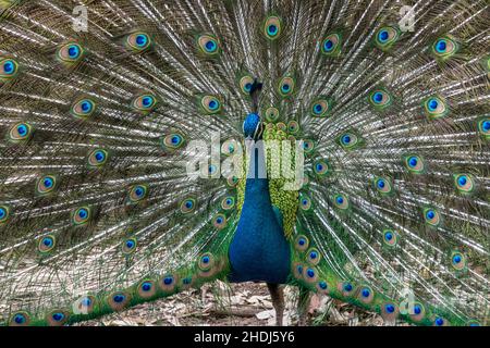 pfau, Pfauen Stockfoto