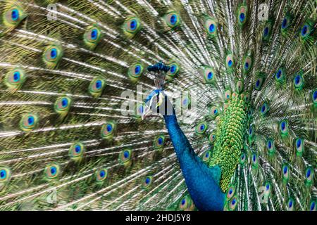 pfau Schmetterling, Pfau, Pfau Schmetterlinge, Pfauen Stockfoto