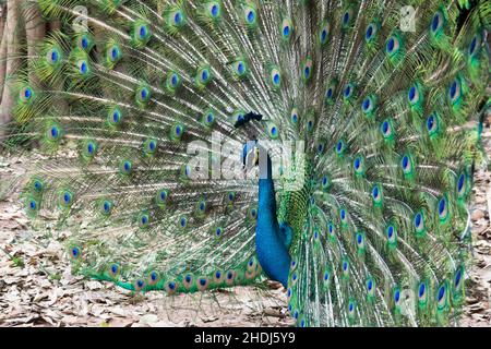 pfau, Pfauen Stockfoto