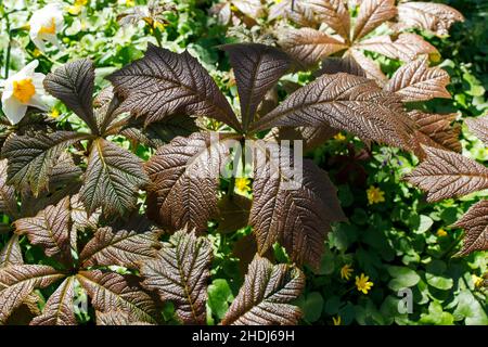 Frühlingsbronzeblätter einer Rodgers Bronze-Leaf Pflanze (Rodgersia podophylla 'Rotlaub'), die an einem Bach in einem Garten in Rural Devon, England, Großbritannien wächst Stockfoto