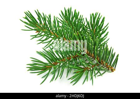 Tannenzweig, Tannenzweig Stockfoto