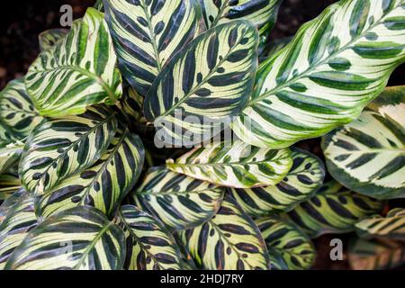 Die Pfauenpflanze, auch bekannt als Calathea Makoyana, ist eine wunderschöne tropische Zimmerpflanze, die für ihre schönen, kontrastierenden grünen und violette grüne Farbe berühmt ist Stockfoto