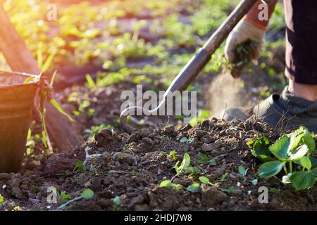 Erdbeeren im Garten Pflanzen. Der Frühling funktioniert. Ältere Frau arbeitet bei Sonnenuntergang mit Werkzeug. Hochwertige Fotos Stockfoto