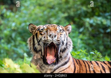 Sibirianischer Tiger gähnend entspannt im grünen Wald, bedrohte Arten Stockfoto