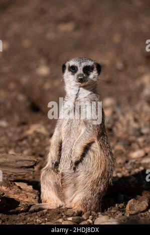 Meerkat (Suricata suricatta) sitzt entspannt an einem sonnigen Tag für ein Porträt Stockfoto