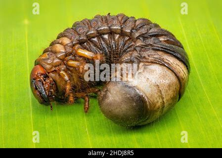 Larven, Skarabäen, Larven, skarabäen, Skarabäen Stockfoto