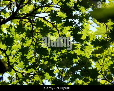 Baumkronen, Shirasawa-Ahorn, Baumkronen, acer-Shirasawanum, Vollmond-Ahorn Stockfoto