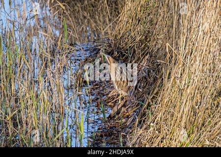 Eurasische Seeschwalbe / große Seeschwalbe (Botaurus stellaris), die im Winter gut getarnt in flachem Wasser entlang des Schilfbettes / des Reedbeds am Seeufer ruht Stockfoto