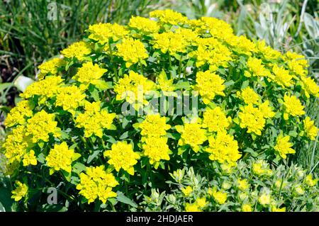 Milchkraut, eumorbias, Kissenspurge, Milchkräuter, eumorbias Stockfoto