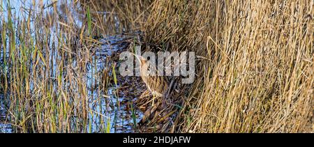 Eurasische Seeschwalbe / große Seeschwalbe (Botaurus stellaris), die im Winter gut getarnt in flachem Wasser entlang des Schilfbettes / des Reedbeds am Seeufer ruht Stockfoto