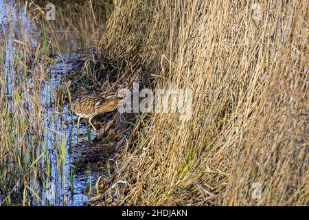 Eurasische Bittern / große Bittern (Botaurus stellaris), die im Winter gut getarnt dichtes Schilfbett / Reedbed entlang des Seeufers betreten Stockfoto