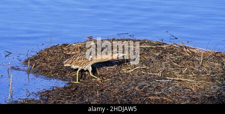 Eurasische Seeschwalbe / große Seeschwalbe (Botaurus stellaris), die im Winter gut getarnt im flachen Wasser entlang des Schilfbettes / am Seeufer aufforste Stockfoto