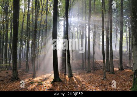 Wald, Sonnenstrahlen, Wälder, Wald, Holz, Sonnenstrahlen, Sonnenstrahlen, Sonnenstrahlen, Sonnenstrahlen, Sonnenstrahlen Stockfoto