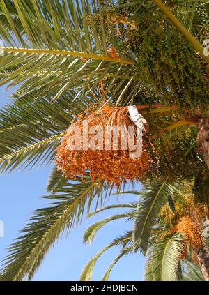Dattelpalme, Dattelpalme, Dattelpalmen Stockfoto