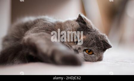 Schottische Falzkatze, schottische Falzkatze, die faul auf dem Boden liegt, selektiver Fokus, horizontales Foto Stockfoto