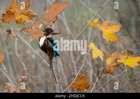 Ein weiß kehliger Königsfischer, der zur Herbstzeit auf einem Ast sitzt. Stockfoto