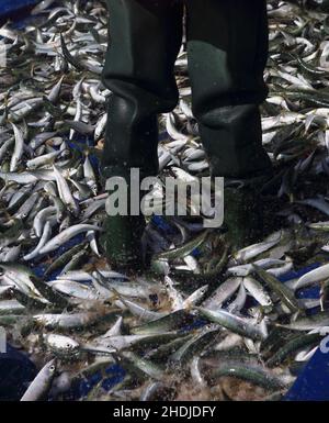 Frisch gefangener Fisch - meist Makrele, der immer noch spritzt, während er im Fischernetz ums Leben kämpft. Portugal, Setubal, Caparica Coast. Stockfoto