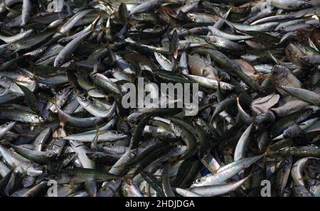 Frisch gefangener Fisch - meist Makrele, der immer noch spritzt, während er im Fischernetz ums Leben kämpft. Portugal, Setubal, Caparica Coast. Stockfoto