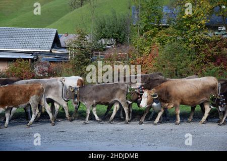 Kühe, almabtrieb, Kuh, Almabtriebs Stockfoto