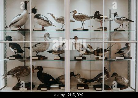 The Stromness Museum, Orkney, Schottland Stockfoto