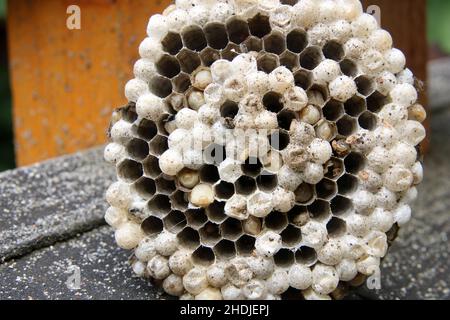 Wespen nisten, Wespennester Stockfoto