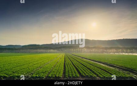 Salatfelder, Gemüseanbau in der Maremma und Pinien Reihen sich bei Sonnenaufgang. Castagneto Carducci, Toskana, Italien, Europa Stockfoto