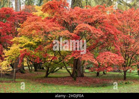 Die Herbstfarbe von Acers in der Acer Glade in Westonbirt The National Arboretum, The Cotswolds, Gloucestershire, England, Großbritannien Stockfoto