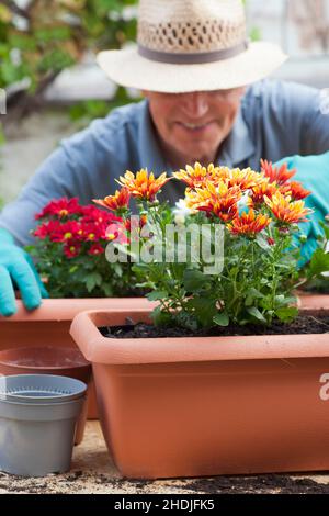 Blumentopf, Chrysantheme, Gartenarbeit, Pflanzen, Blumentöpfe, Chrysanthemen, Pflanzenpflege, Pflege von Pflanzen Stockfoto