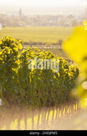 Weinberg, Weinbau, Weinreben, Weinberge, Weinbau Stockfoto