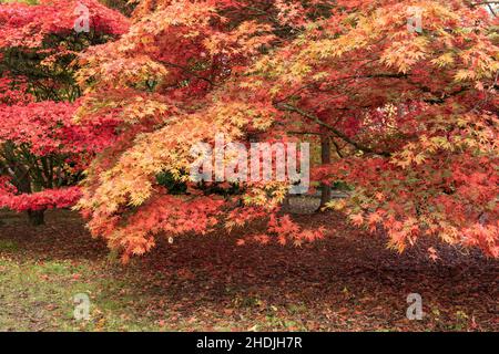 Die Herbstfarbe von Acers in der Acer Glade in Westonbirt The National Arboretum, The Cotswolds, Gloucestershire, England, Großbritannien Stockfoto