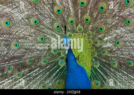 pfau, Pfauen Stockfoto